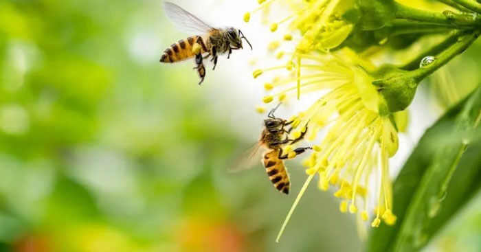 Bố cục Thương nhớ bầy ong chính xác nhất - Chân trời sáng tạo