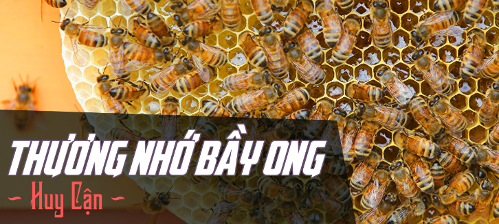Nội dung chính bài Thương nhớ bầy ong hay nhất - Chân trời sáng tạo