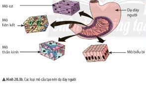 Khoa học tự nhiên 6 Bài 20: Các cấp độ tổ chức trong cơ thể đa bào - Chân trời sáng tạo