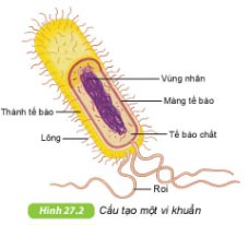 Khoa học tự nhiên 6 Bài 27: Vi khuẩn - Kết nối tri thức