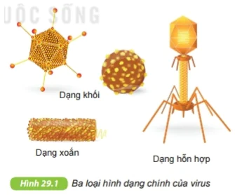 Khoa học tự nhiên 6 Bài 29: Virus - Kết nối tri thức