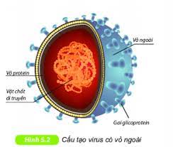 Khoa học tự nhiên 6 Bài 29: Virus - Kết nối tri thức